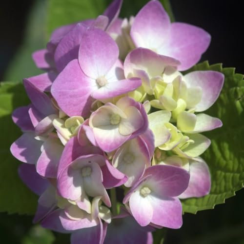 Hydrangea macrophylla 'Rosita' Deep Pink Summer Blooms Versatile Shrub Easy to Grow 1X 3.6 Litre Pot by Thompson and Morgan