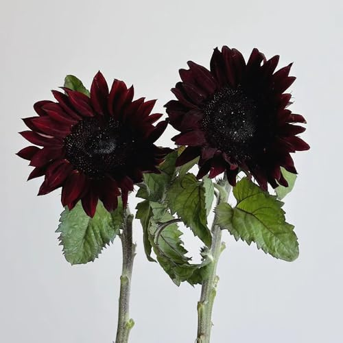 semillas decorativas de girasol - perennes resistentes, alconas, girasol perennes resistentes, jardín, 200pcs