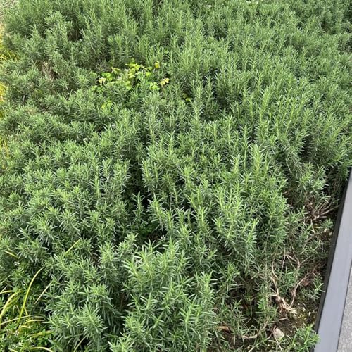 semi di rosmarino in aiuole rialzate giardino raro roccioso interno selvatiche 200pcs