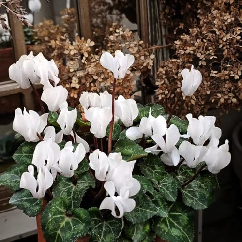 Semi di ciclamino - semi di biologici, bomboniere raro resistenti per giardini rocciosi rialzata con decorazioni giardino per esterni 600pcs