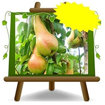 Poire Abbé Fetel – Plante fruitière vieux porte greffe COT:BA. 29 sur pot 20 - arbre max 170 cm - 2 ans
