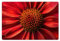 KitchenYeah© Tovagliette Americane Lavabili in Vinile 6 Pezzi 45x30 cm Tovaglietta Colazione Plastificata Rettangolare Stile Elegante Primo Piano - Fiore - Rosso