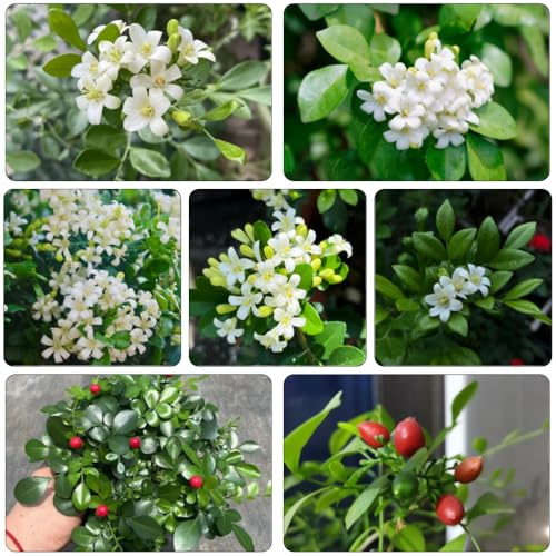 hojas de curry de jardín rocas medicinales reverdecimiento tejados bonsái interior cocina oficina interior resistentes cocina jardín semillas 300pcs