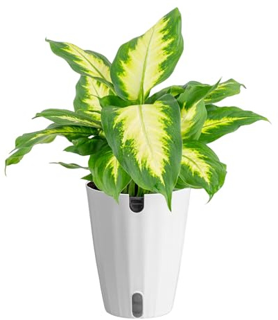 Costa Farms Dieffenbachia Live Indoor Plant, Easy to Grow Houseplant, Potted in Indoors Garden Nursery Plant Pot, Potting Soil Mix, Grower's Choice, Home and Office Plants Decor, 1 Foot Tall