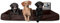 SABRO KUDDE Orthopädisches Hundebett – Martin Rütter – Hochwertiges Kunstleder – Waschbar & Wasserabweisend – Ergonomisch – Premium Haustierzubehör für Grosse Hunde XXL in Dunkelbraun