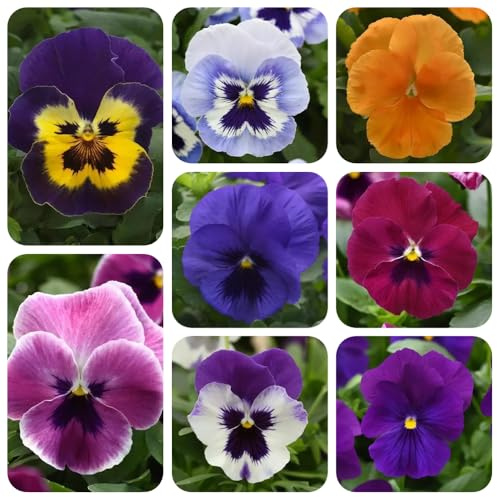 semi di viola del pensiero - perenni resistenti, balcone decorazione soggiorno 1000pcs