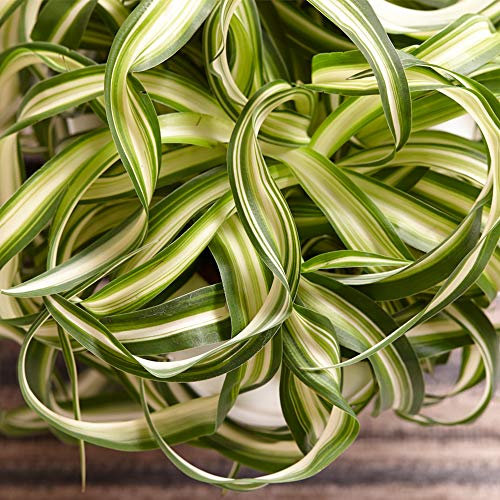 1 x Chlorophytum Bonnie Plante d'Intérieur Plante Araignée de 20 à 30 cm en Pot