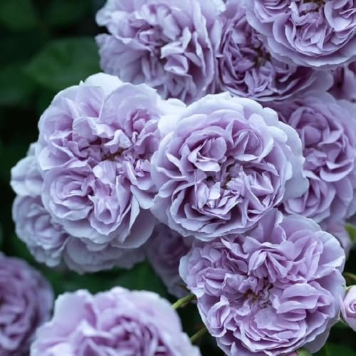 semillas de Rosales trepadores - rosa trepadora semillas de decoración verano jardín interior silvestres balcón parterre oficina 800pcs
