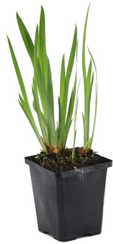 Bloomique - Iris Kaempferi - Giaggiolo Giapponese - Viola - Pianta Acquatica - Pianta da Stagno - Resistente al Freddo - Alta 20-30 cm - Vaso 9 cm