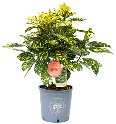 Vannucci Piante - Aucuba japonica 'Crotonifolia Gold', Pianta vera in vaso, Pianta da esterno