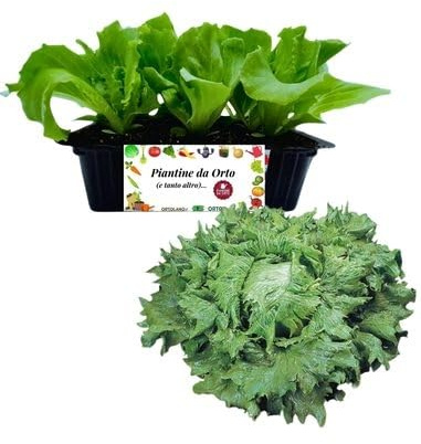 P. Piantine da Orto | Lattuga Regina dei Ghiacci, Pianta da Orto o Balcone Pronta al Trapianto, Kit da 9 Piantine, Pianta Vera da Esterno, Vivaio Italiano