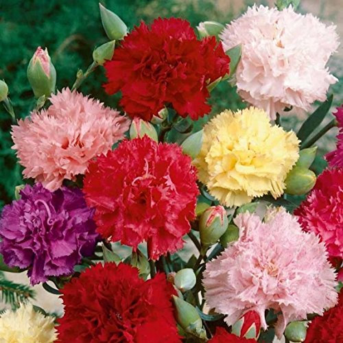 200 Carnation Chabaud Mix Seeds - 200 Mixed Colour Cottage Garden Seeds