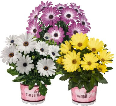 Margaritas Naturales con Flores Plantas para Exterior Pack 3 Plantas Dimorphoteca de Jardín
