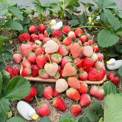 Semi di fragola resistente - rampicanti balcone 350pcs