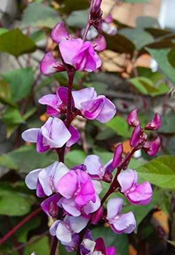 Premier Seeds Direct -Dolichos - Lablab Hyacinth Bean- 20 Seeds