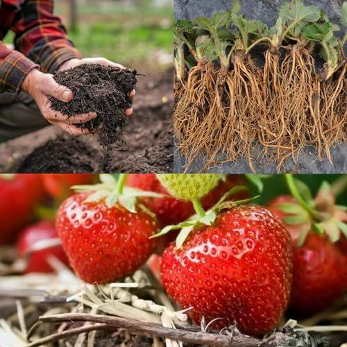 20 x Strawberry 'Cambridge Favourite' Bare Roots - with Free Growing Compost Complement - Grow Your Own Strawberries