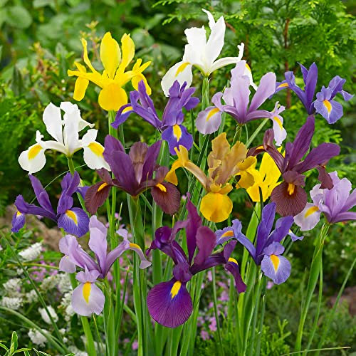 15 x Iris Hollandica Mixed – Lovely Dutch Irises – Big, Beautiful Violet Blooms – Blend of Bold Colours – Perennial – for Your Beautiful Garden