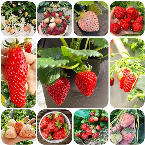 plantas de fresa - semillas semillas de fresa plantas frutales fresas trepadoras resistentes frutas cobertura del suelo resistentes decoración balcones -Serie Raras- maceta fresas 150pcs