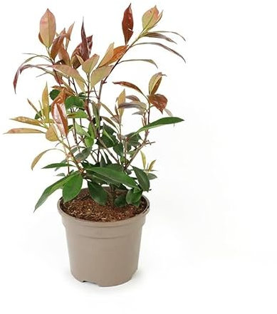 Photinia Natual Seto de Exterior Resistente y de Riego Moderado
