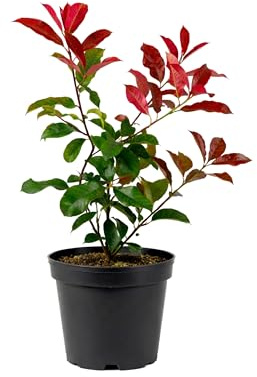 Myoshome - Photinia Red Robin Planta Natural en Maceta 40-50 cm de altura,Arbusto Ornamental Exterior Hoja Roja Planta Viva para Jardín Terraza Patio Seto Decorativo Fácil Cuidado. Photinia