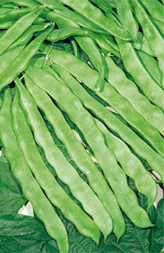 Germisem Helda Graines de Haricot à Rames 100 g EC1201 Multicolore