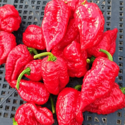 Semillas de chile Carolina Reaper, regalos sostenibles semillas de chile, antiguas variedades Las perennes son perennes 40pcs