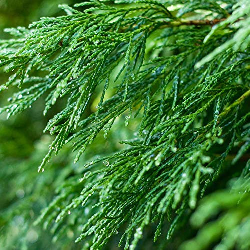Green Leylandii Fast Growing Evergreen Conifer Hedging Garden Plants in Pots (1-2ft, 1 Plant)