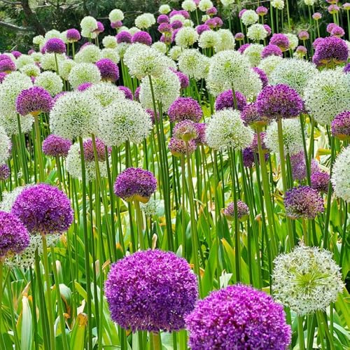 Semillas de Allium giganteum, perennes Semillas de puerro gigante, semillas de cobertura del suelo semillas de Decoración de jardín para exteriores 30pcs