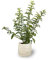 Planta de Galán de Noche - Dama de noche - Exquisito Aroma Nocturno - Arbusto Natural para Interior y Exterior - Altura 50-60 cm - Decoración del hogar