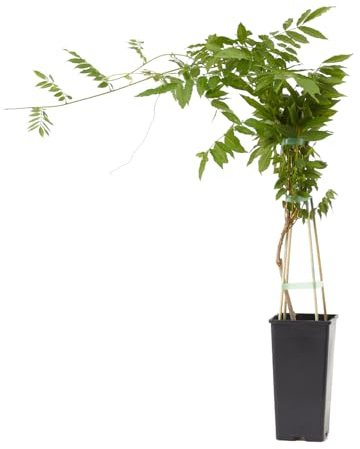 Verdecora Wisteria en maceta de 2 litros | Glicinia | Planta Trepadora Natural de Exterior con Flores Péndulas y Aromáticas | Ideal para Jardines, Pérgolas y Muros