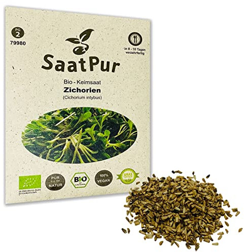 Zichorien BIO Keimsprossen Samen von SaatPur - Keimsaat für Sprossen, Microgreens - 20g