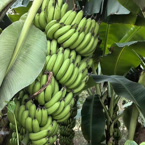 semi di banana - in vaso sul balcone d'appartamento esotiche resistenti interna copertura del terreno raro 10pcs