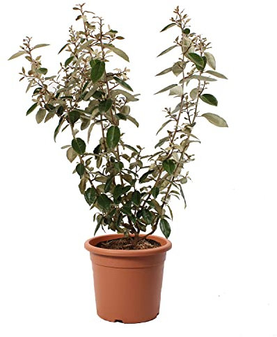 KENTIS - Eleagnus Ebbingei - Vraies Plantes d'Extérieur Sempervirens et Résistantes - H 60-80 cm Pot Ø 20 cm