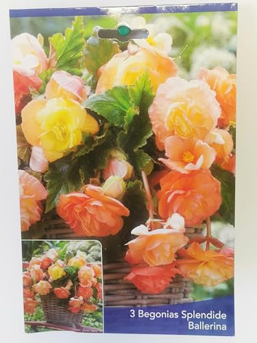 3 Bulbes de Bégonias Splendide Ballerina Cal 5+