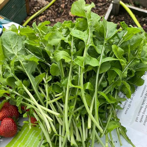 Semillas de rúcula, perenne resistente de rúcula verdes de interior de invierno, resistentes para 100pcs