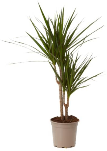 Verdecora Dracena Marginata | Dracaena Marginata | Planta natural de interior | Gran adaptación a interiores y fácil de cuidar (Maceta 2L)