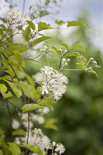 Clematis vitalba 40–60 cm – Winterhart, Mehrjährig, Pflegeleicht – Waldrebe – Kletterpflanze für Zaun, Pergola & Rankhilfe