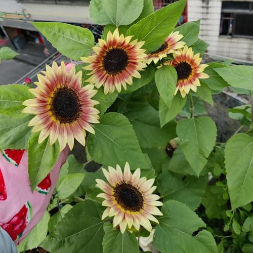 semillas de girasol perennes resistentes - lecho cama elevada jardín balcón 85pcs