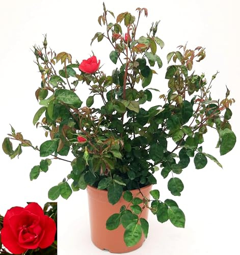 POWERS TO FLOWERS - ROSA DA GIARDINO RAMPICANTE e RIFIORENTE SENZA SPINE, ROSA ROSSA. PIANTA XXL VASO 24CM, Pianta Vera