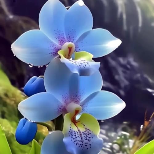 Cymbidium orchid bulbi,Orchidea del cymbidium,cymbidium pianta vera,piante erbacee perenni,cymbidium planta,Decorazione del giardino(non fiori artificiali,senza semi)-5 bulbi-B