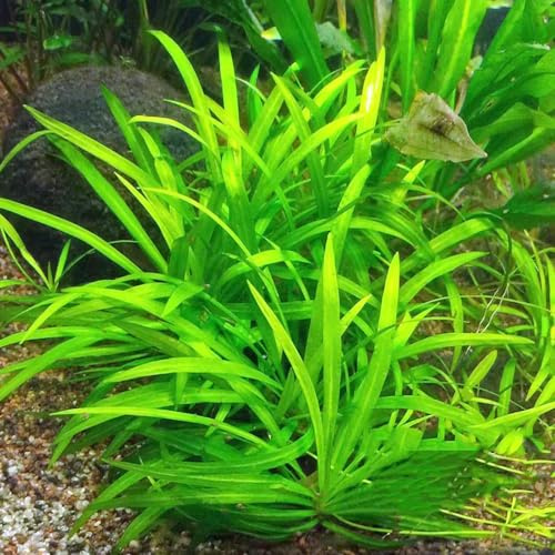 800 piezas de semillas acuáticas para acuario, resistentes y variedades antiguas invernaderos balcón exterior