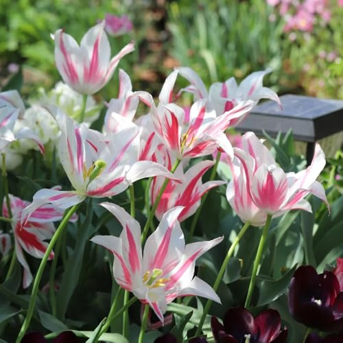 Bulbi di tulipano perenni resistenti - selvatici, giardino roccioso, freschi decorazione primaverili, 7pcs