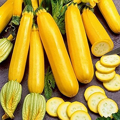 Haloppe 100 Stück Zucchini-Gemüsesamen für die Bepflanzung des Hausgartens, gelbe Zucchini-Samen, Gartenhof, Bonsai, gentechnikfreie Kürbis-Gemüsepflanzen Zucchini-Samen