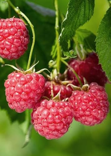 Hallon rub idaeus Malling Promise – självbestämande sommar hallon – 100 % biologisk – Ø 13 cm – ca 45 cm höjd – läckra röda frukter