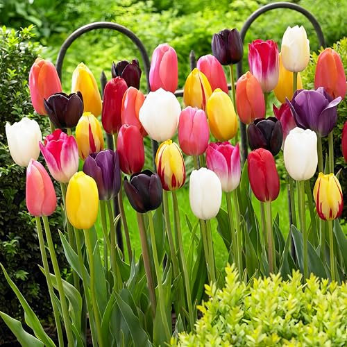25 x Riese Darwin Hybrid Tulpen Frühlingsmischung | Exklusive Tulpenzwiebeln aus Holland | Mindestens 5 verschiedene Sorten und Farben | Winterharte und mehrjährig Tulpen für Garten, Töpfe und Balkon