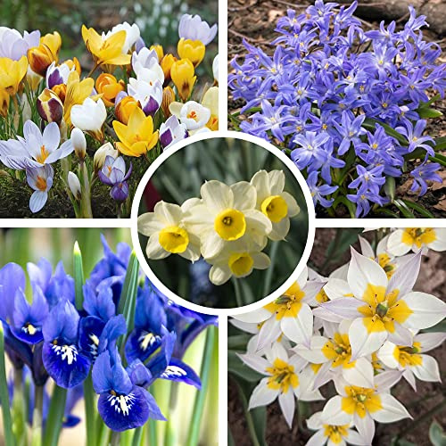 75 x Flower Bulbs Collection for Rockery Garden – Spring Flowering Bulbs - Loveliest Spring Flowers - Snap to Grow - Makes Spring a Delight - for Your Beautiful Garden