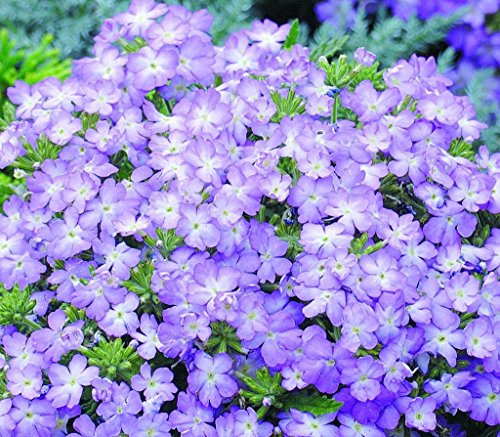 50 Seeds - Verbena Semi Lo lavanda primavera Semi Seeds ONLY