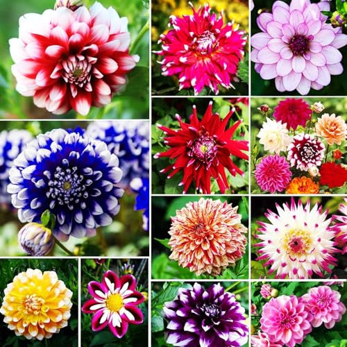 Dahlia Bulbs-Dahlia Plant Dahlia Bulbs for Planting Now UK,Ornamental Flowers,Hardy Perennial,Garden Flowers,Wedding Flowers-2bulbs-a