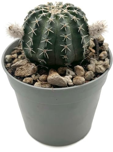 Fangblatt - Echinocereus pulchellus sub. - wunderschöner Igelkaktus im Ø 9 cm Topf - pflegeleichte Zimmerpflanze - dekorative Sukkulente