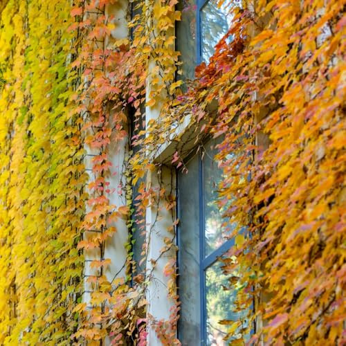 Parra virgen, enredadera de culantrillo - Decoración de pared verde con enredaderas Parthenocissus Quinquefolia trepadoras, interior Decoración sala estar con 100semillas